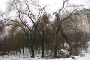 Толока в парку 900-річчя м. Луцька