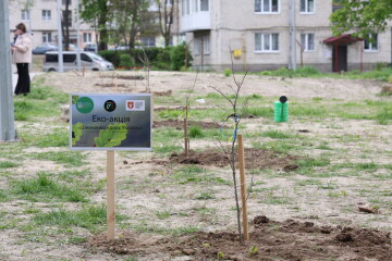 У Луцьку висадили 47 дубів Шевченка