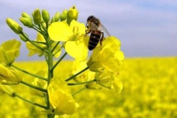 Повідомлення  про застосування засобів захисту рослин під час обробки полів