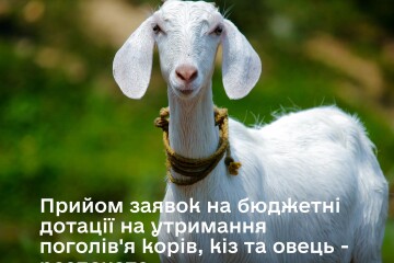 Прийом заявок на бюджетні дотації щодо  утримання поголів’я  корів, кіз та овець - розпочато!