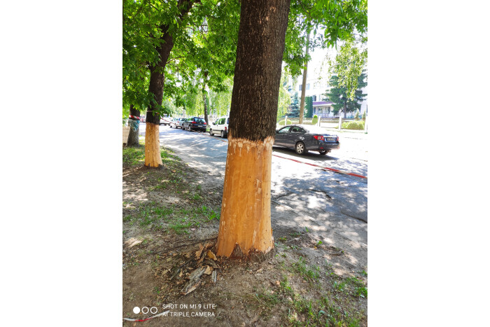 Про пошкодження дерев на вул. Гулака-Артемовського, 15 у Луцьку